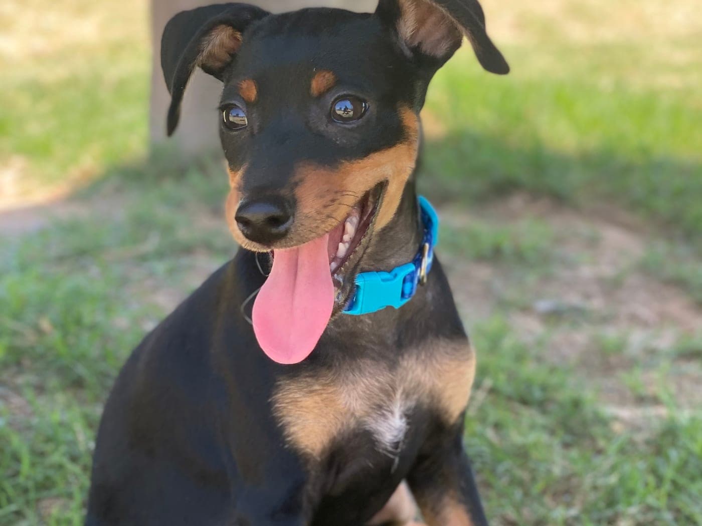 Filhotes de Pinscher Miniatura