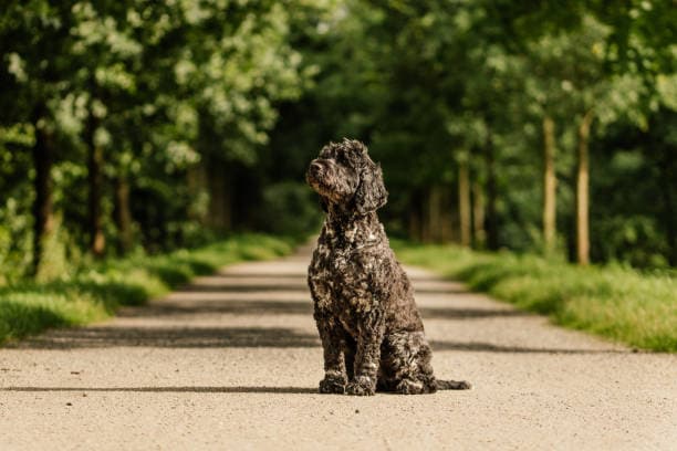 Raça Cão de Água Português