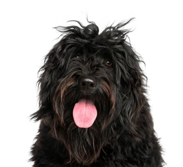 Cachorros de Cão de Água Português
