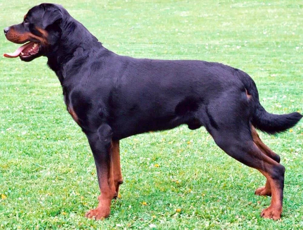 Raça Rottweiler