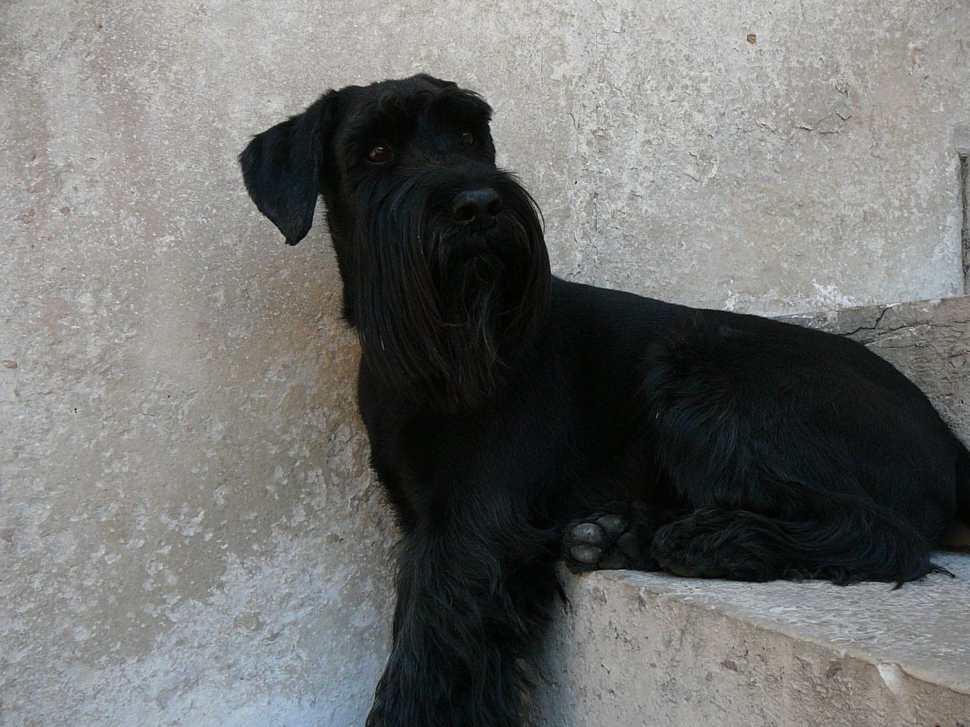 Raça Schnauzer