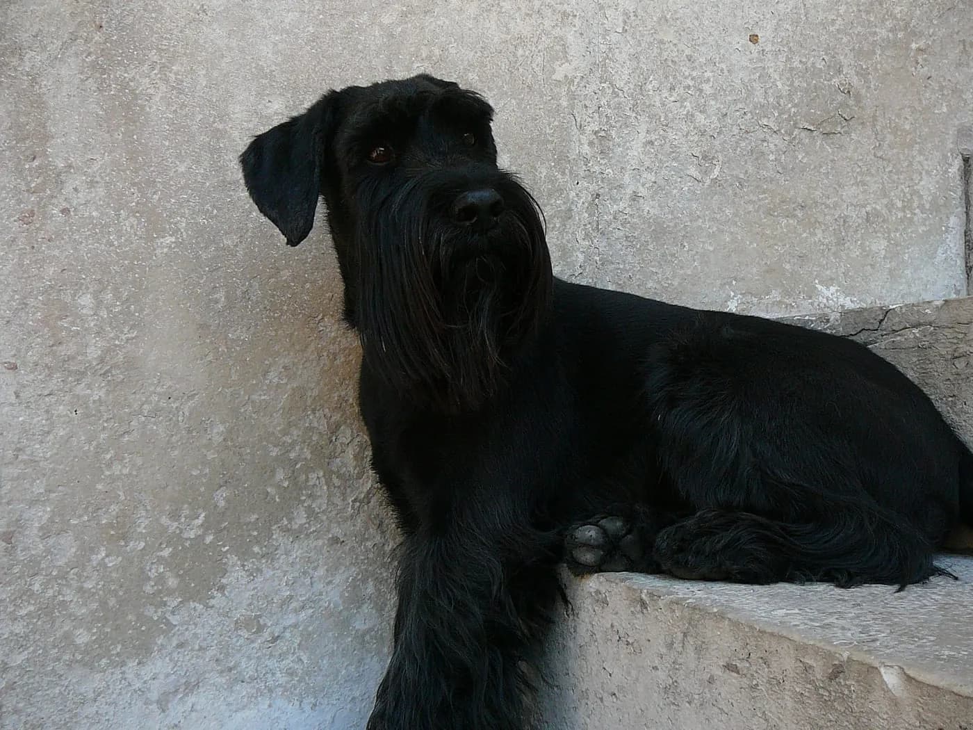 Schnauzer