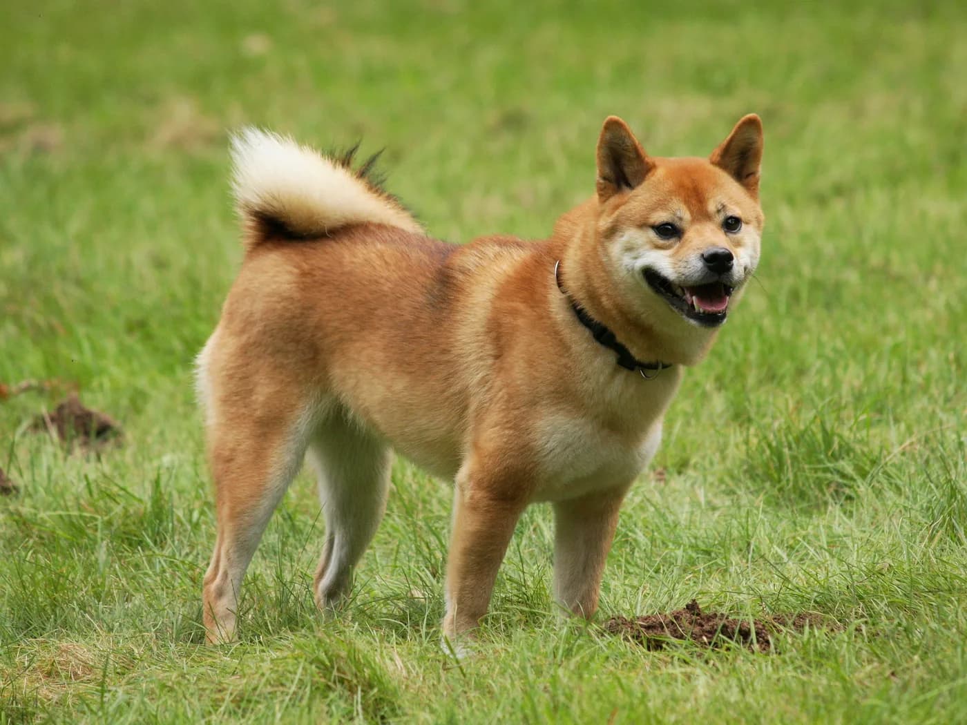 Raça Shiba Inu
