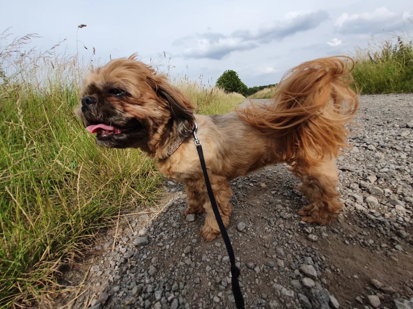Raça Shih Tzu