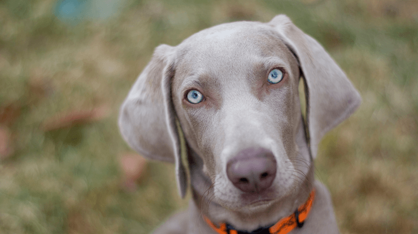 Raça Weimaraner
