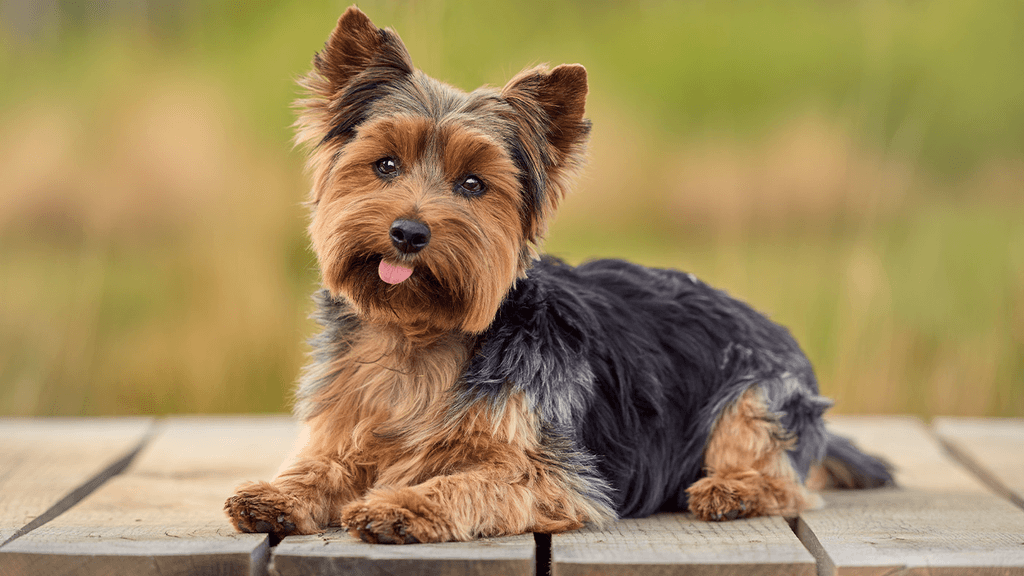 Raça Yorkshire Terrier