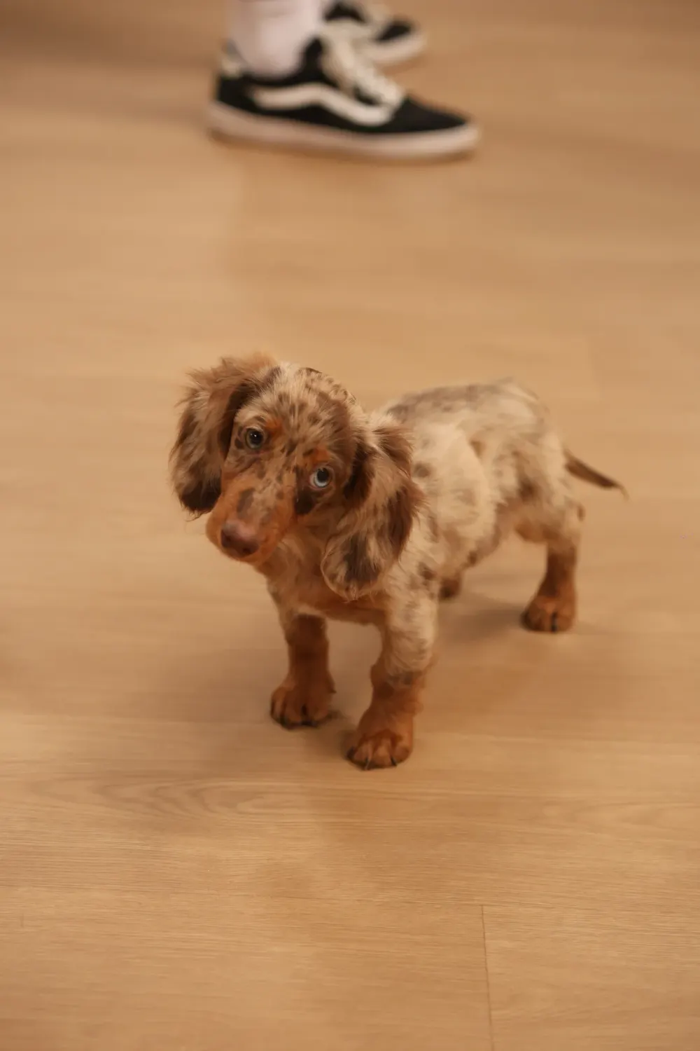 Um cachorro Teckel arlequim no chão de madeira, já em casa