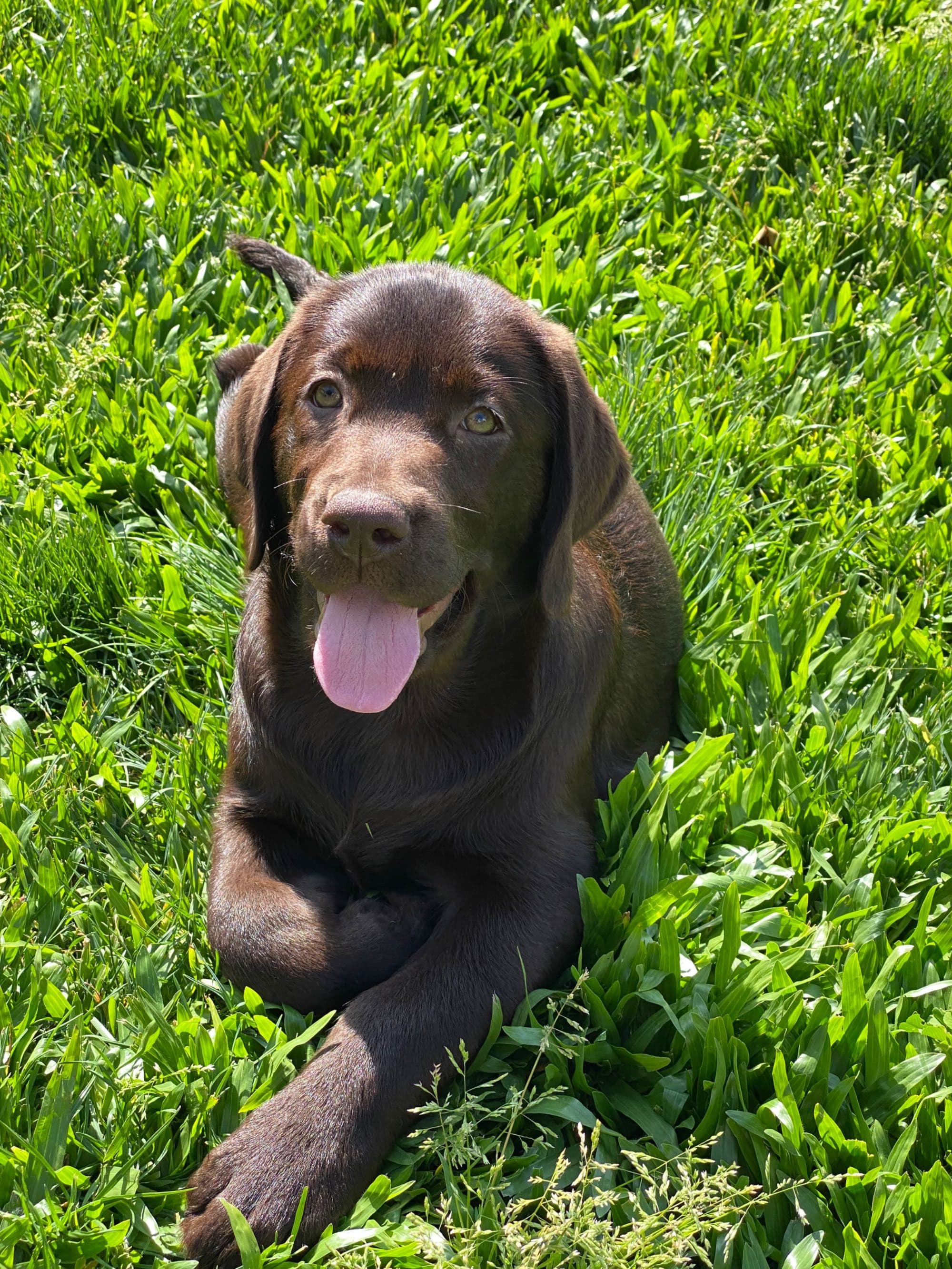 Labrador Retriever Chocolate