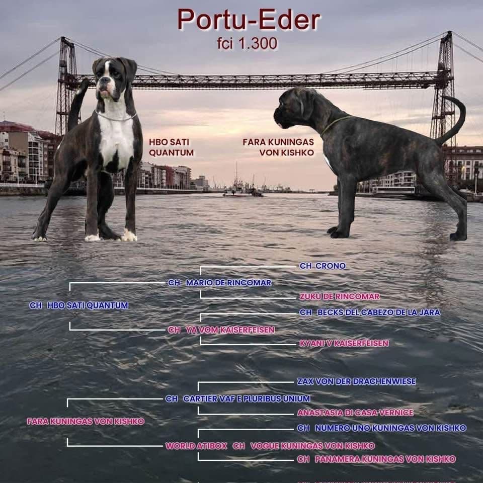 Boxer macho tigrado - Excelente exemplar
