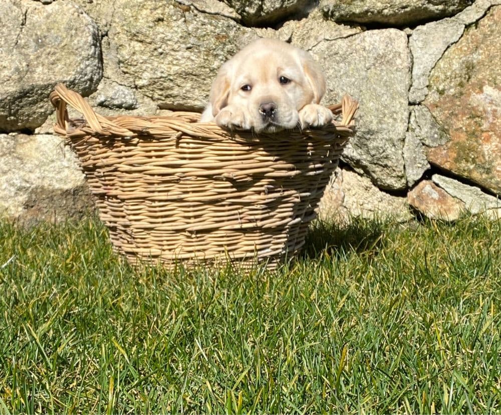 Labradora Retriever descendente de campeão