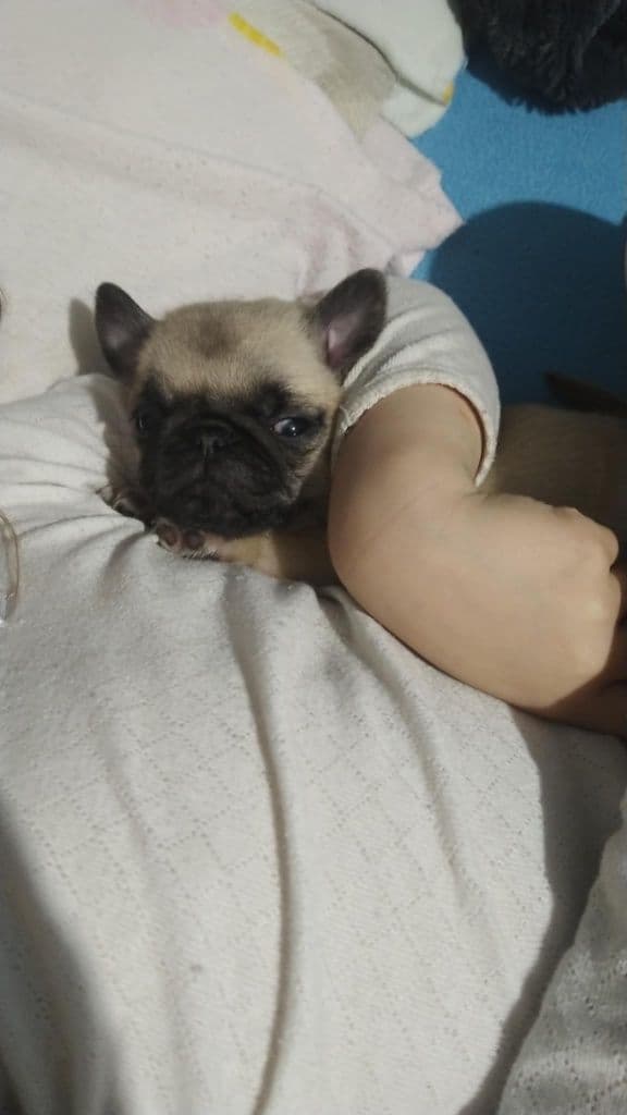 Pug calin femea lindissima