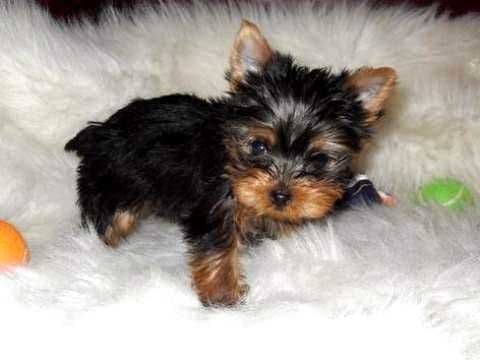 macho de raça mini yorkshire