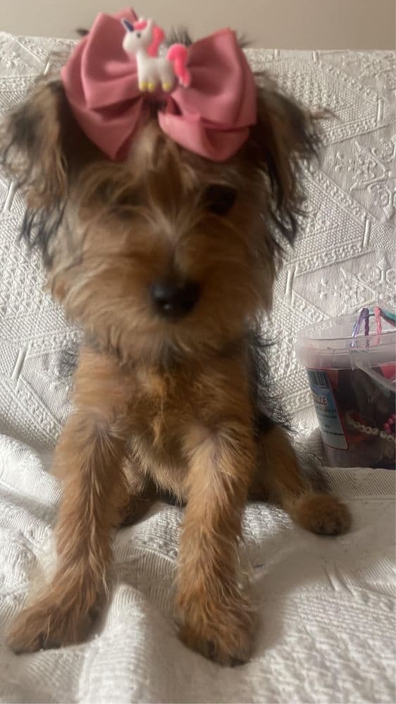 Yorkshire terrier
