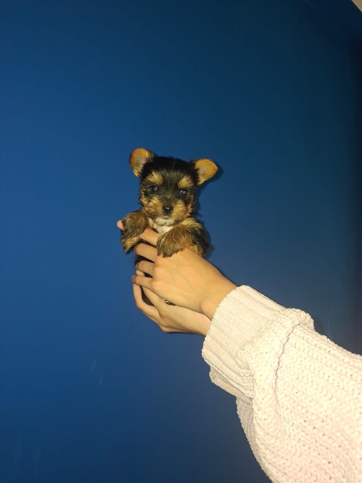 Yorkshire Terrier mini