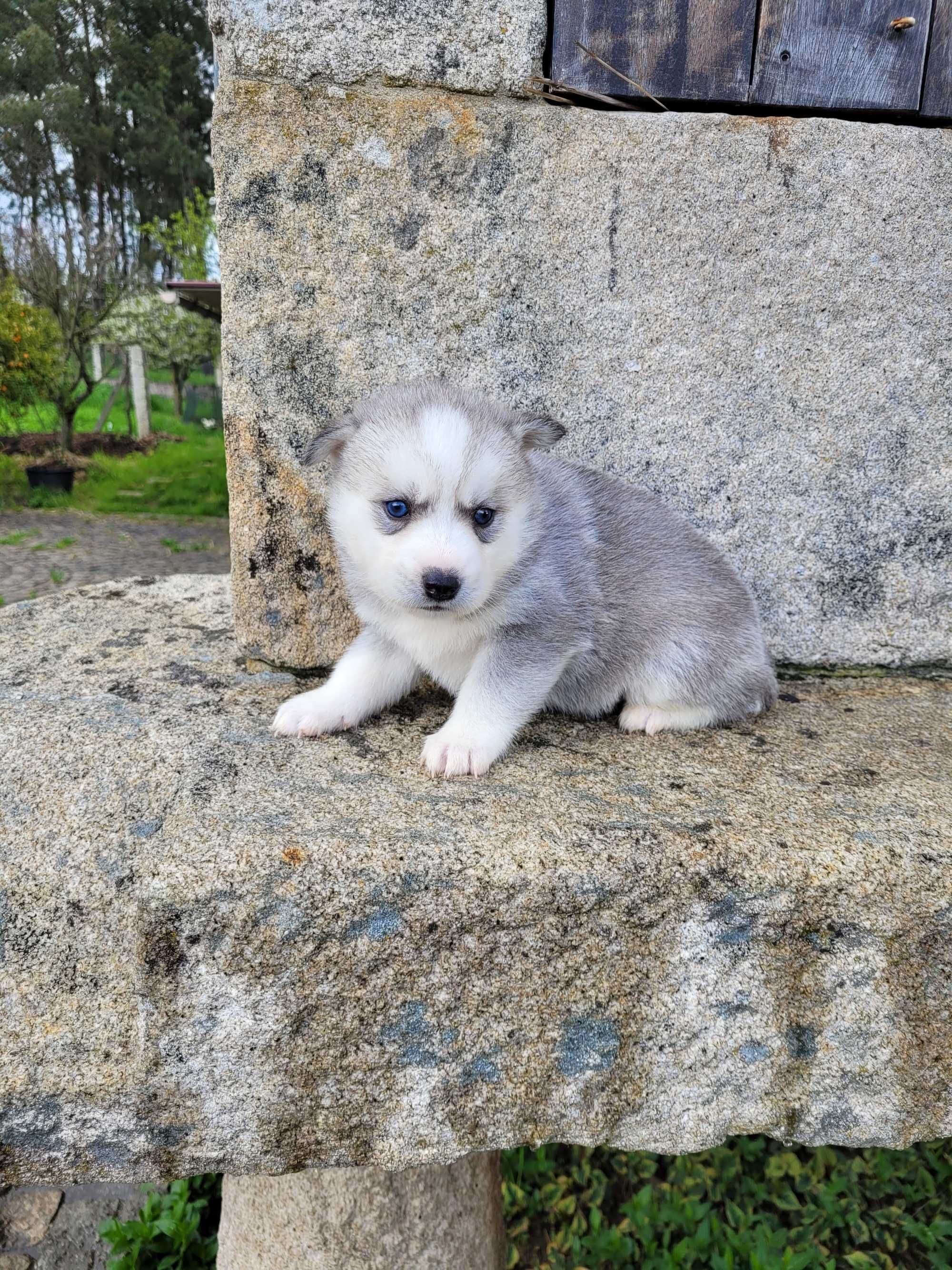 Husky Siberiano Macho