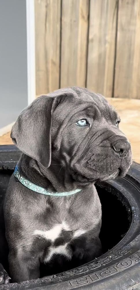 Cane corso italiano
