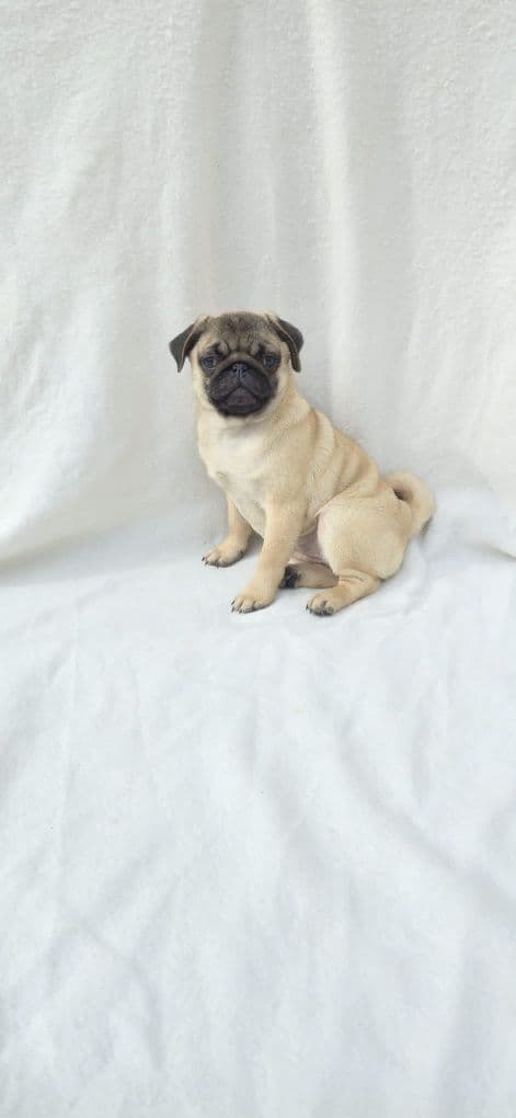 Pug Carlin Femea