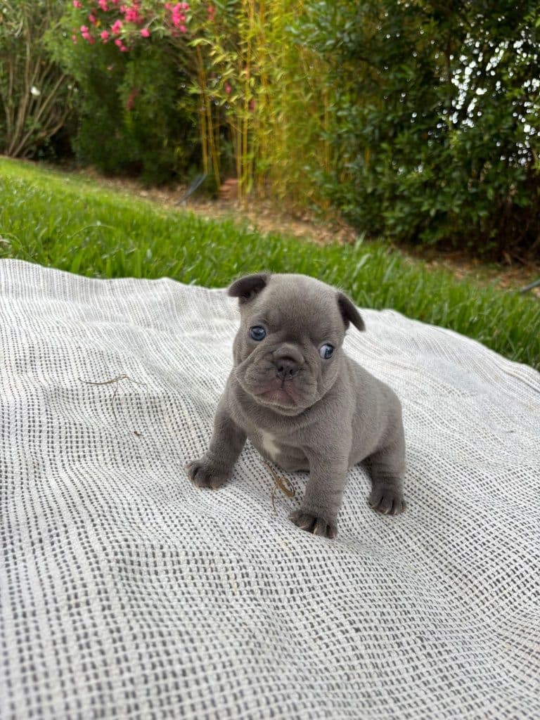 Buldog francês blue