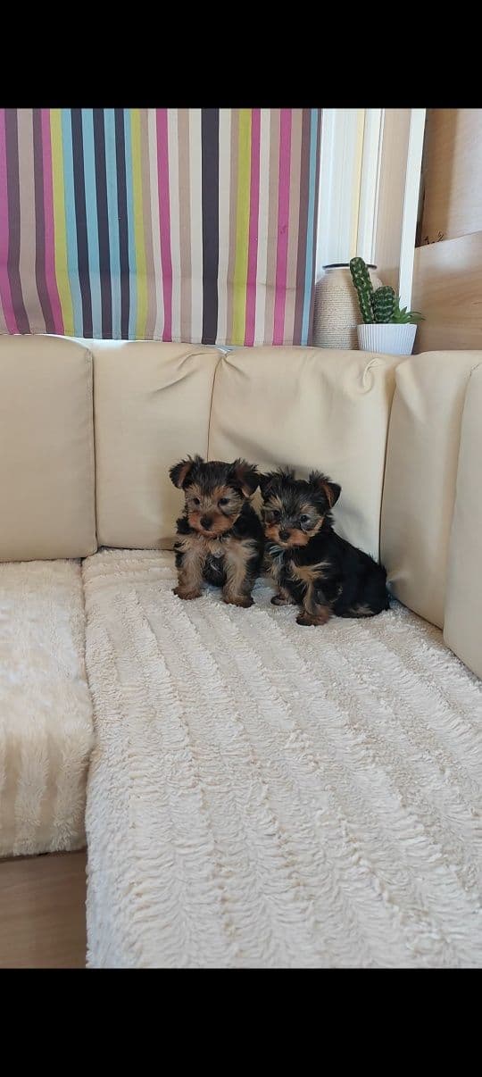 Yorkshire terrier mini fêmea
