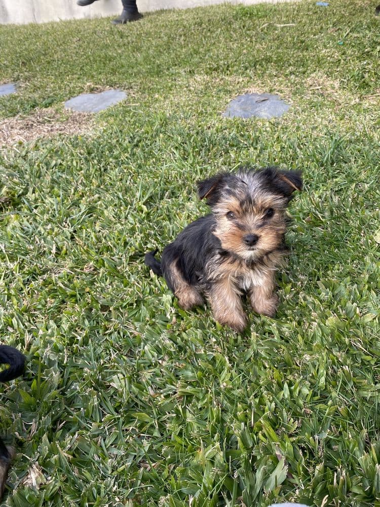 Yorkshire terrier