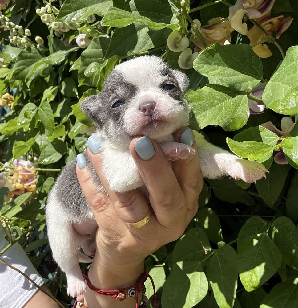Chihuahua fêmea pelo curto com Lop e afixo