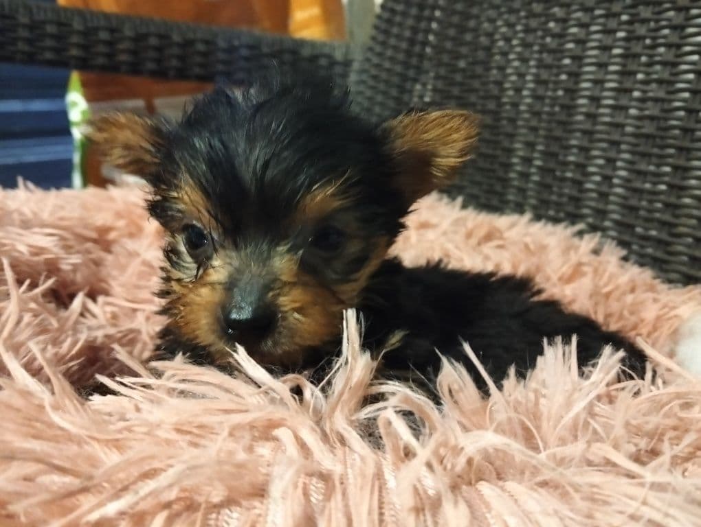 Mini York SÓ HOJE!