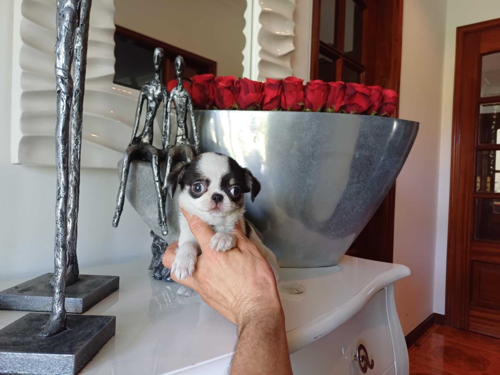 Chihuahua   Superminiatura MACHINHO - BRANCO E PRETO