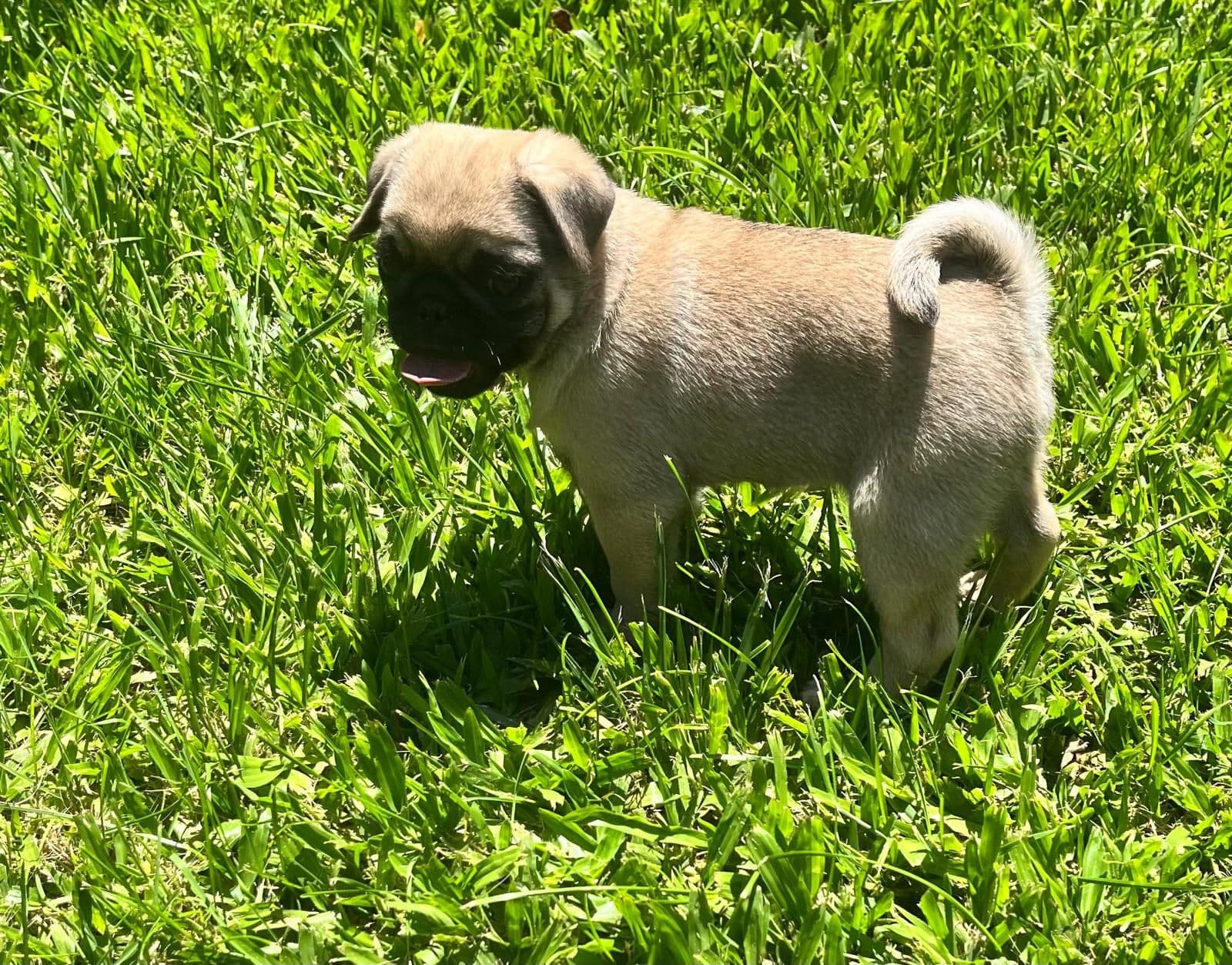 Pug macho disponível