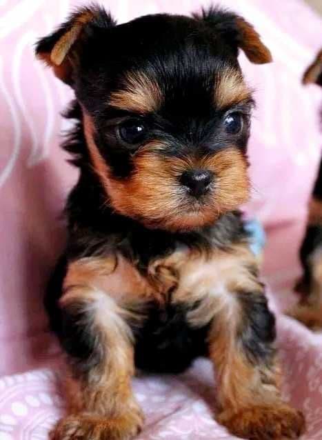 Yorkshire Terrier Fêmea