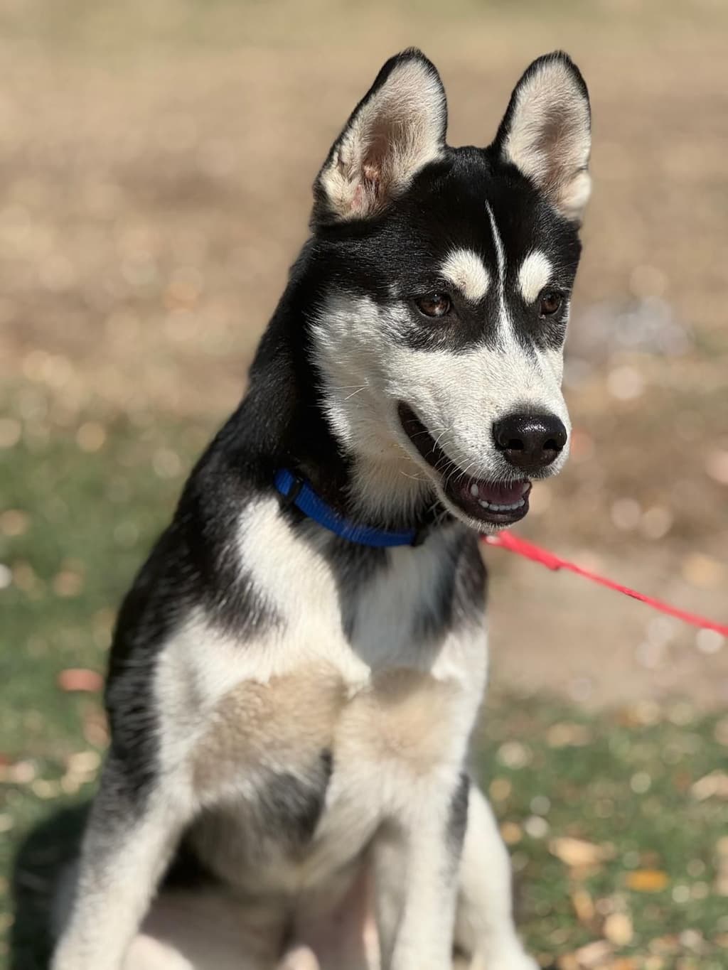 Husky siberiano macho