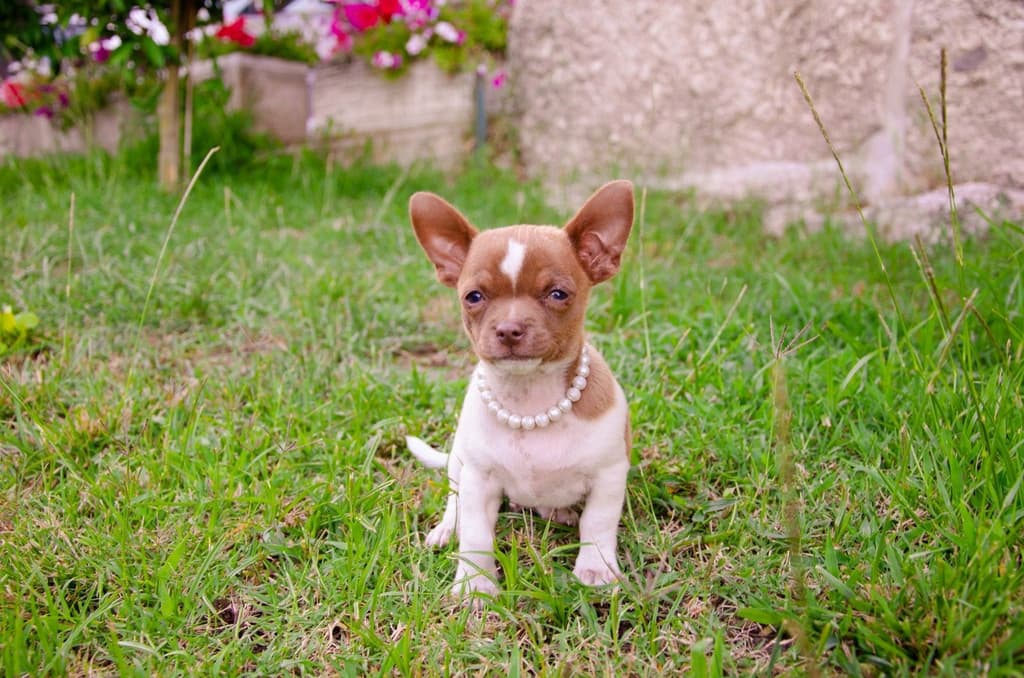 Chihuahua menino perfeição
