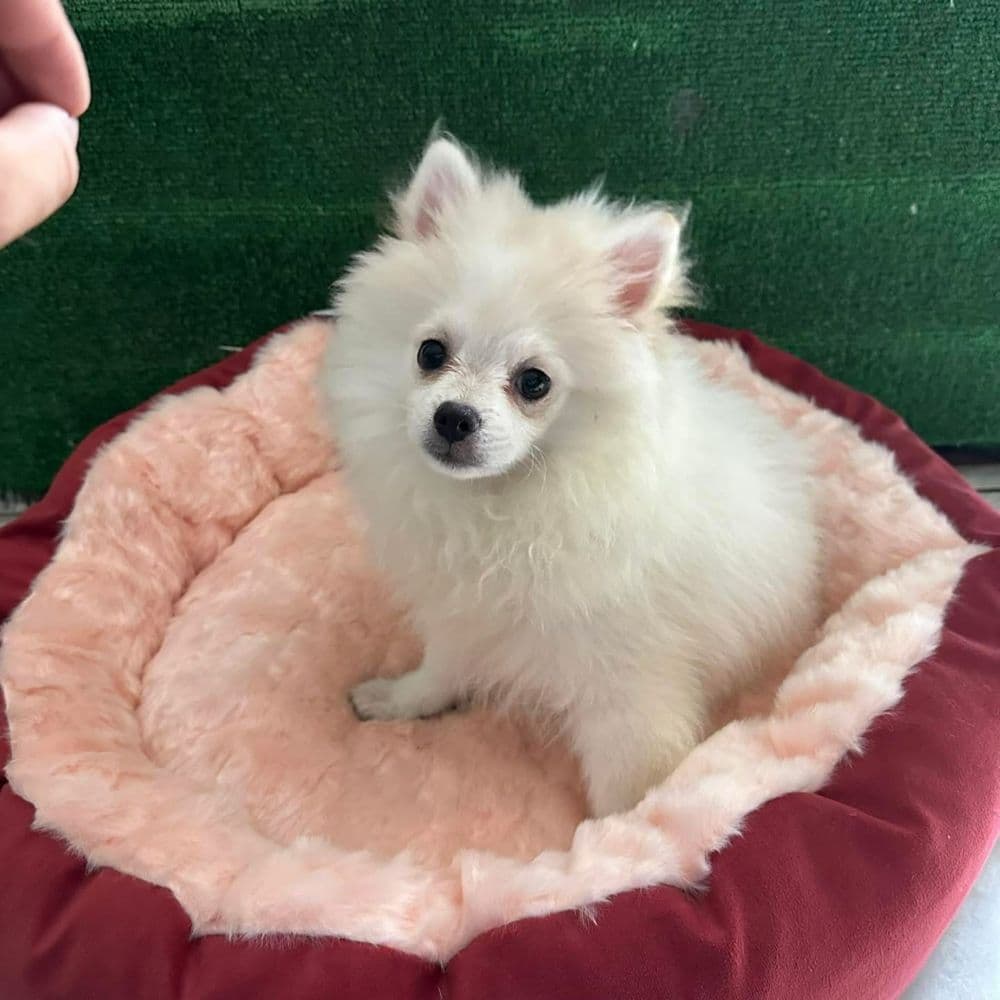 Spitz anão alemão m