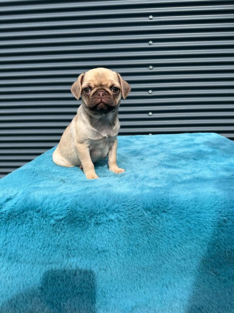 Pug Carlin menina linda
