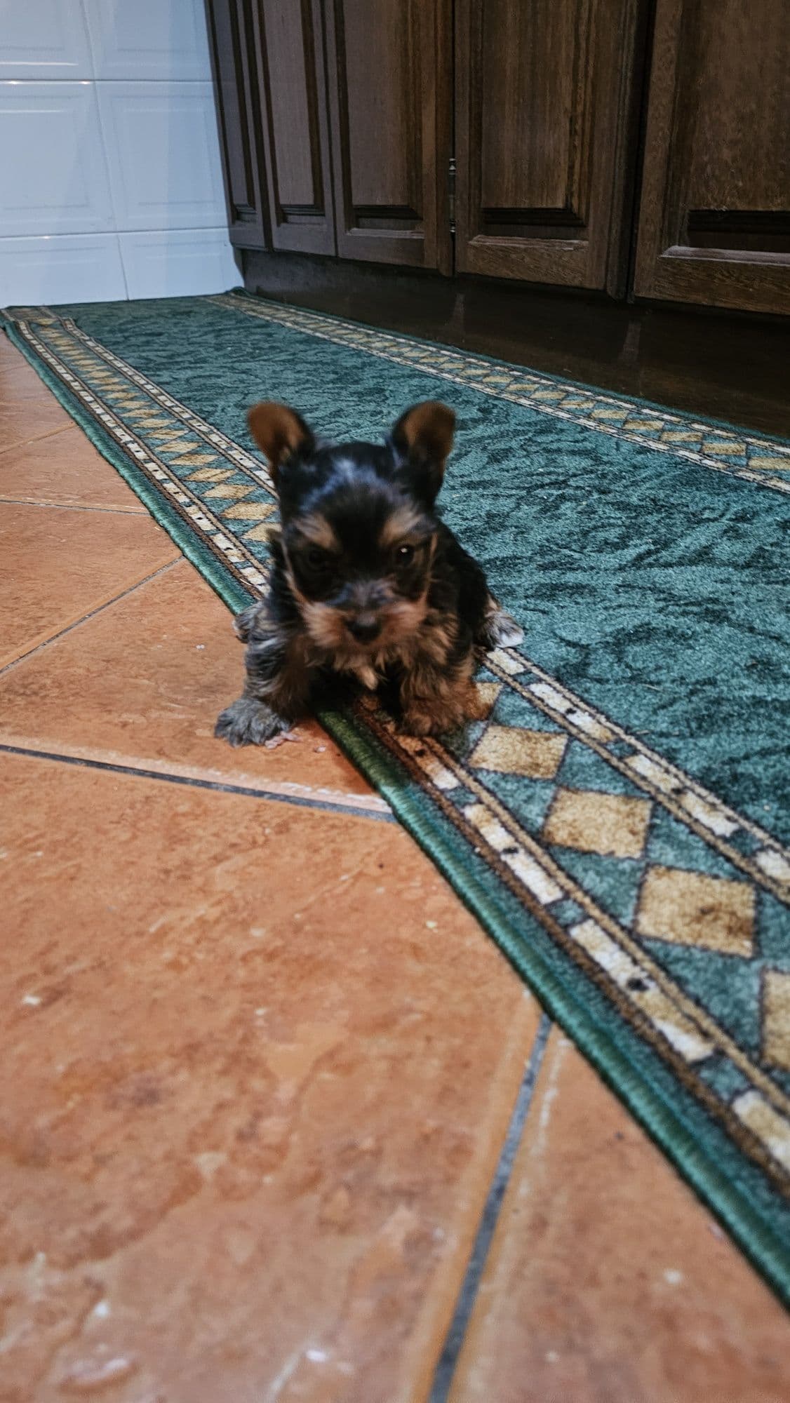 Yorkhire terrier fêmea