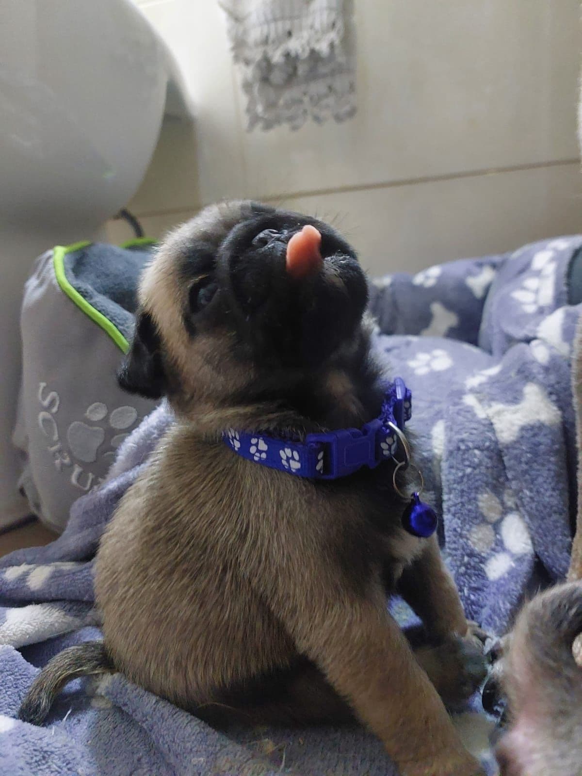 Pug carlin c/ lop pedigree FCI