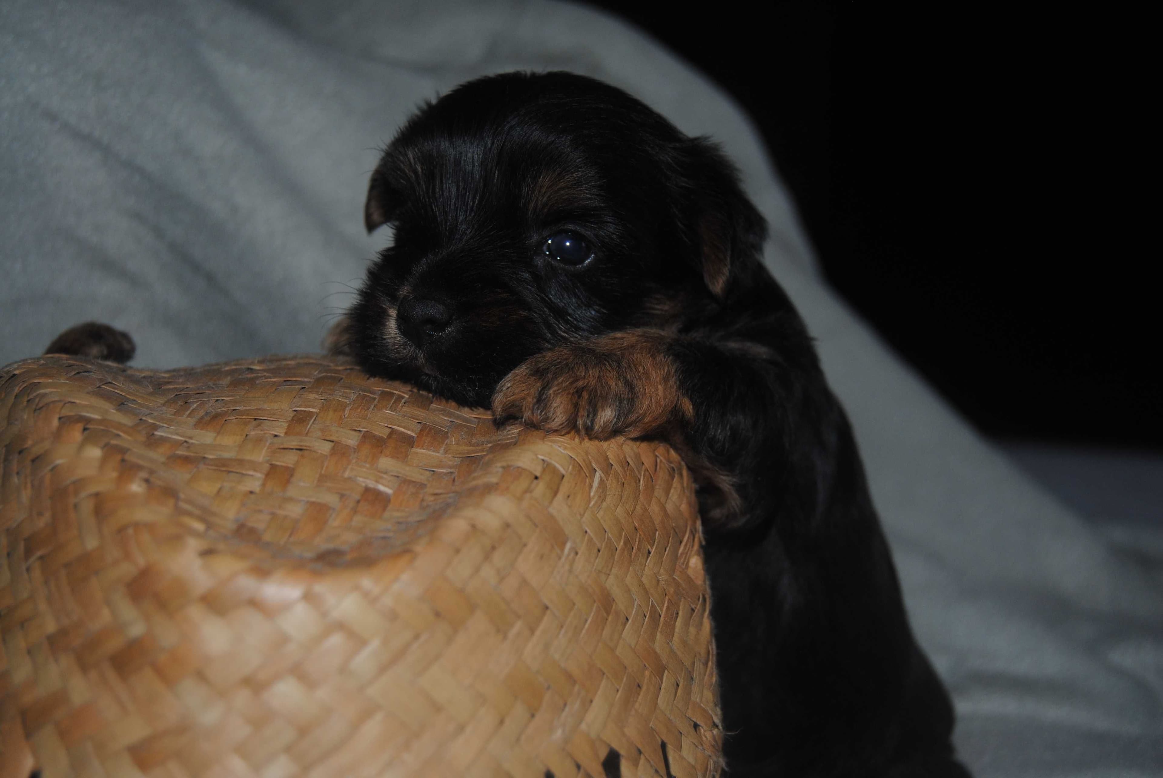 Yorkshire terrier