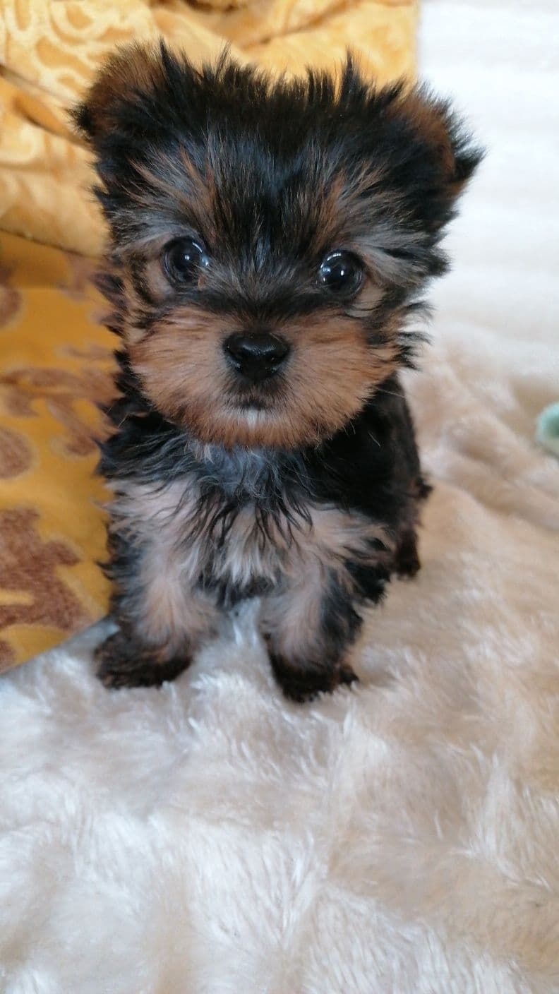 YIorkshire terrier fofos