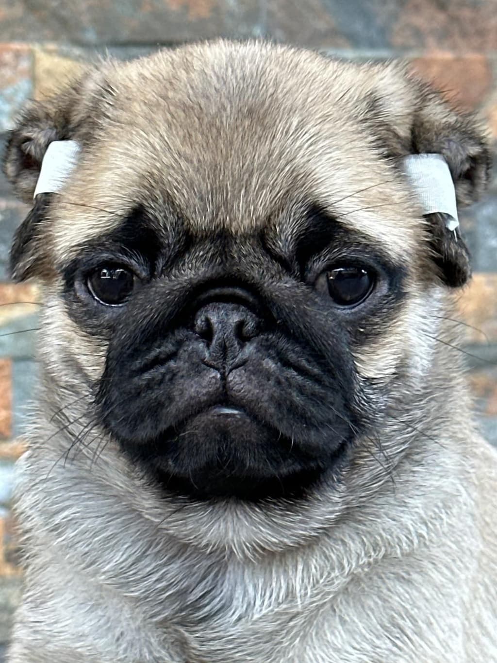 Pug Carlin Pedigree e Afixo