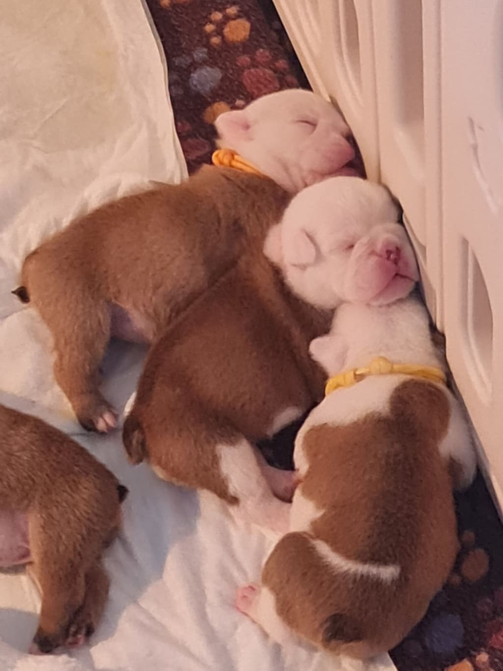 Bulldogs Ingleses