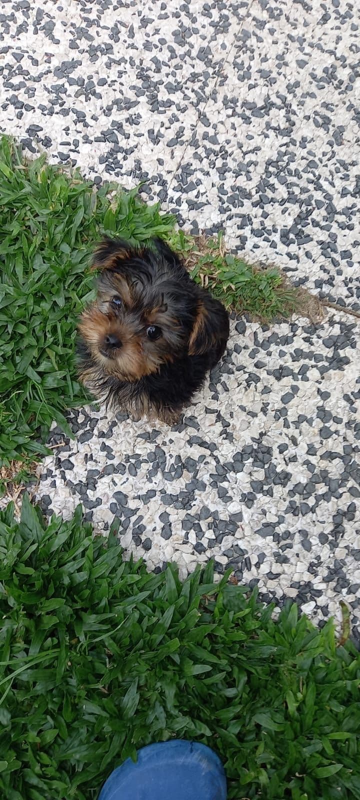 Yorkshire Terrier super miniatura