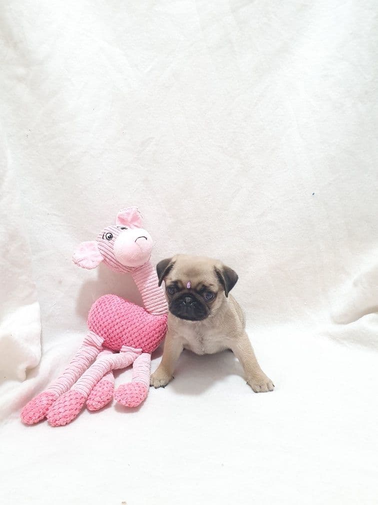 Pug carlin fofinho