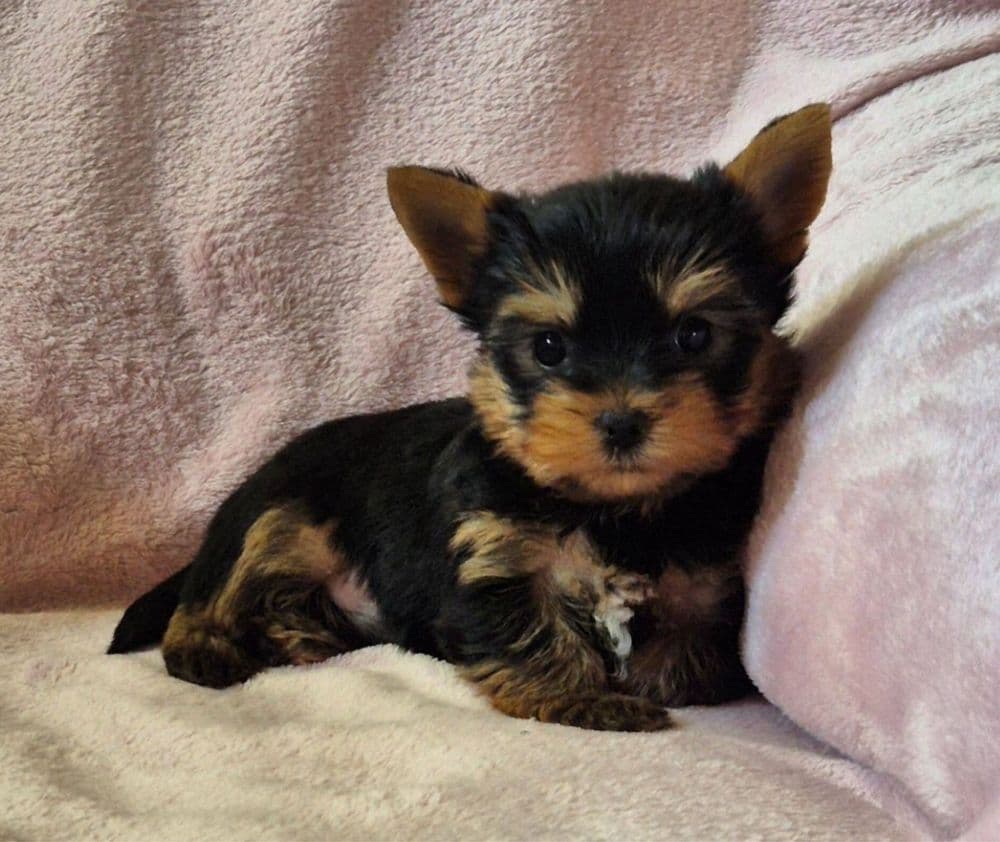 Yorkshire Femea Mini