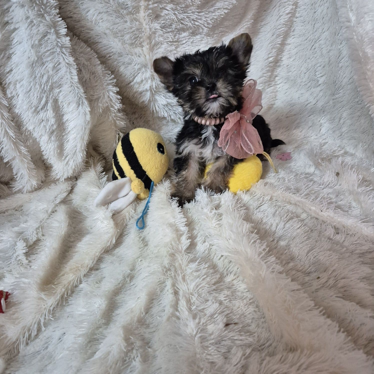 Yorkshire Terrier Fêmea Mini Criadora Registada PT 3088FL
