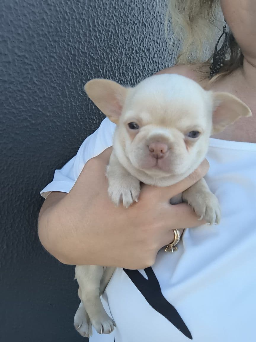Chihuahua Mini .  Menino .Cabeça maçã. Linhagem russa