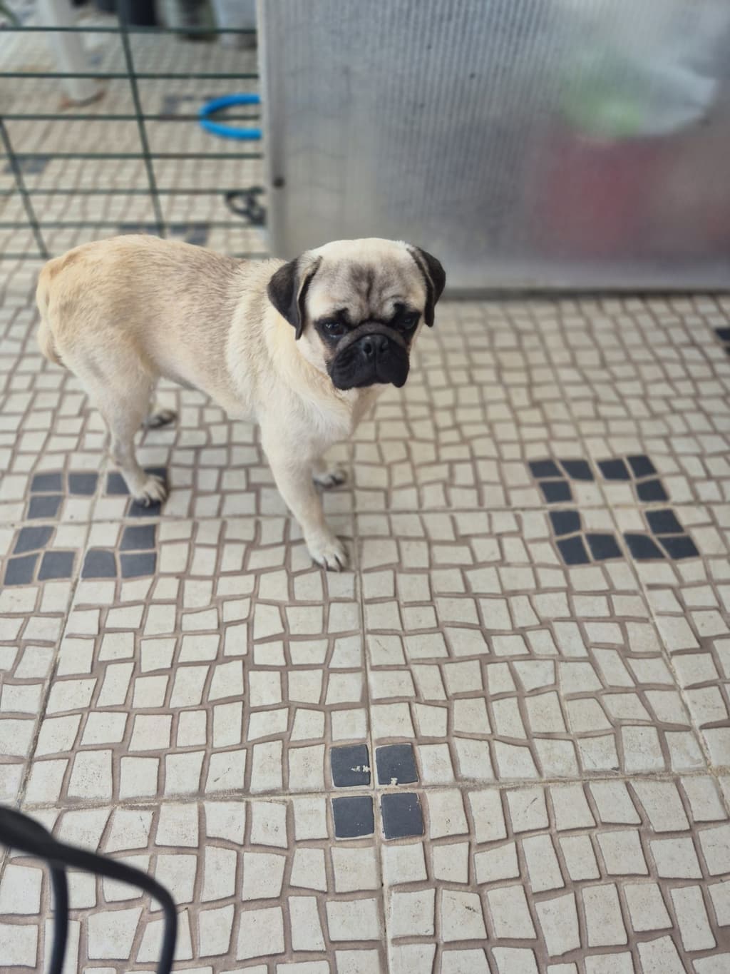 Pug Macho  Criadora Registada PT 3088 FL