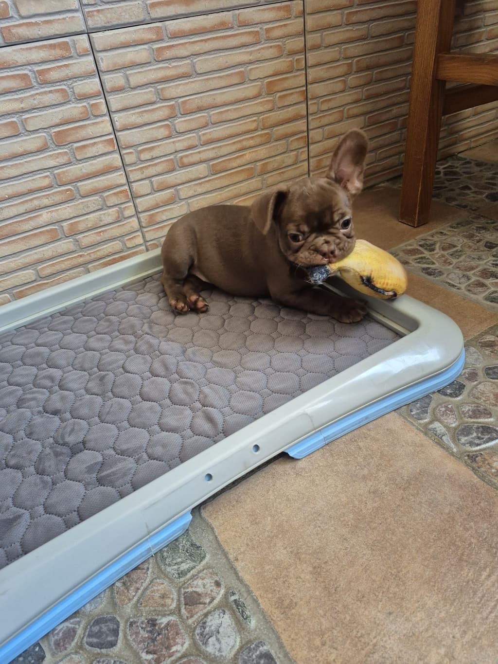 Bulldog Francês Fêmea Criadora Registada PT 3088FL