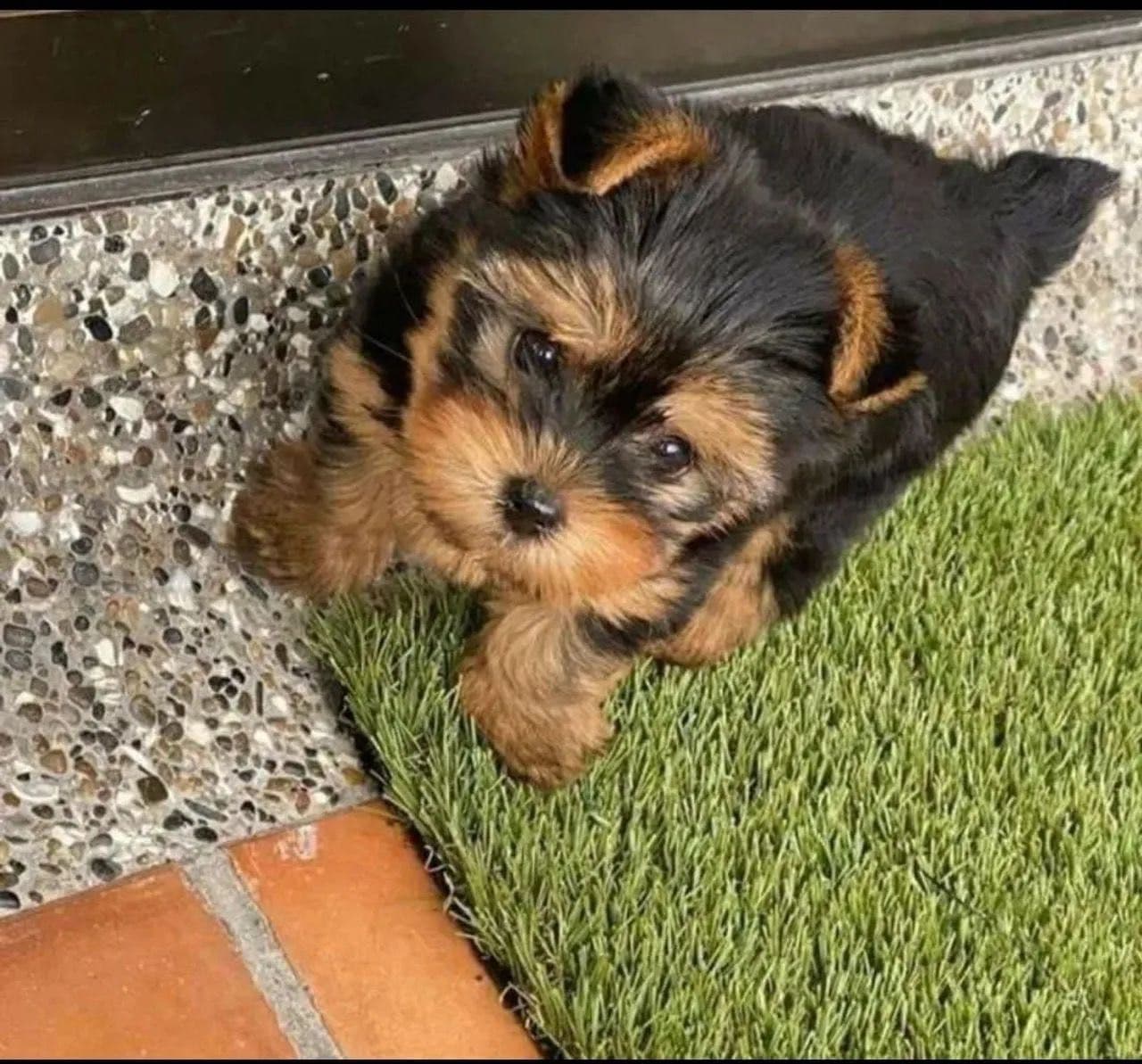 Yorkshire machinho