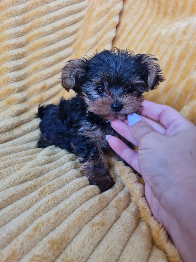 Yorkshire Terrier mini de qualidade