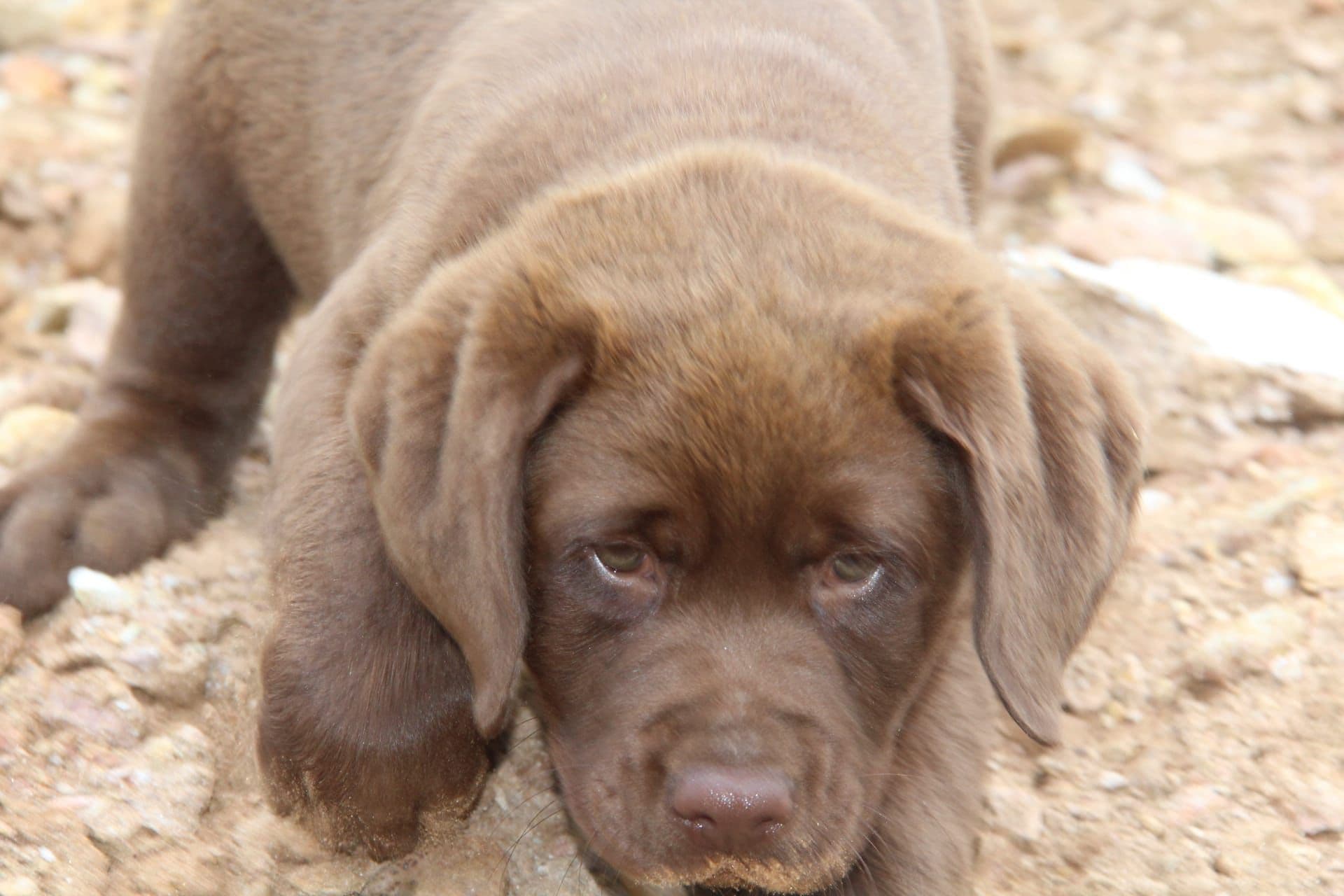 Labrador Retriever com Lop e Afixo