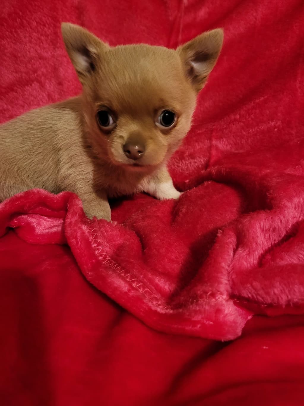 Chihuahua menina mini